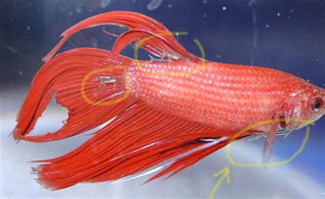 sick betta fish|Iba pa.